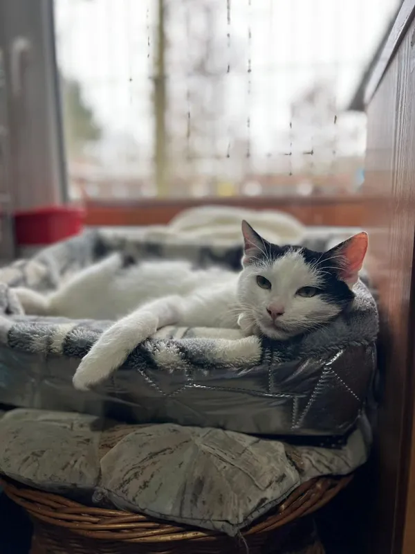 Kot do adopcji, Głowno, 2 grudnia 2025 (4/4)