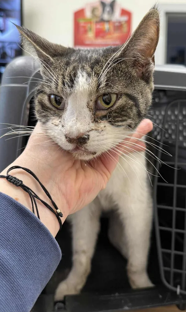 Znaleziono kota, Lublin, 27 listopada 2025