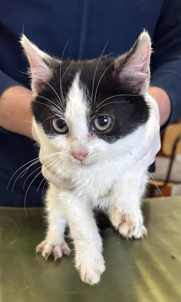 Znaleziono kota, Lublin, 27 listopada 2025