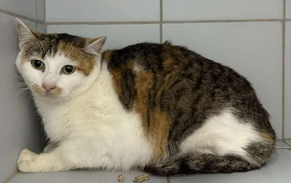 Znaleziono kota, Lublin, 28 listopada 2025