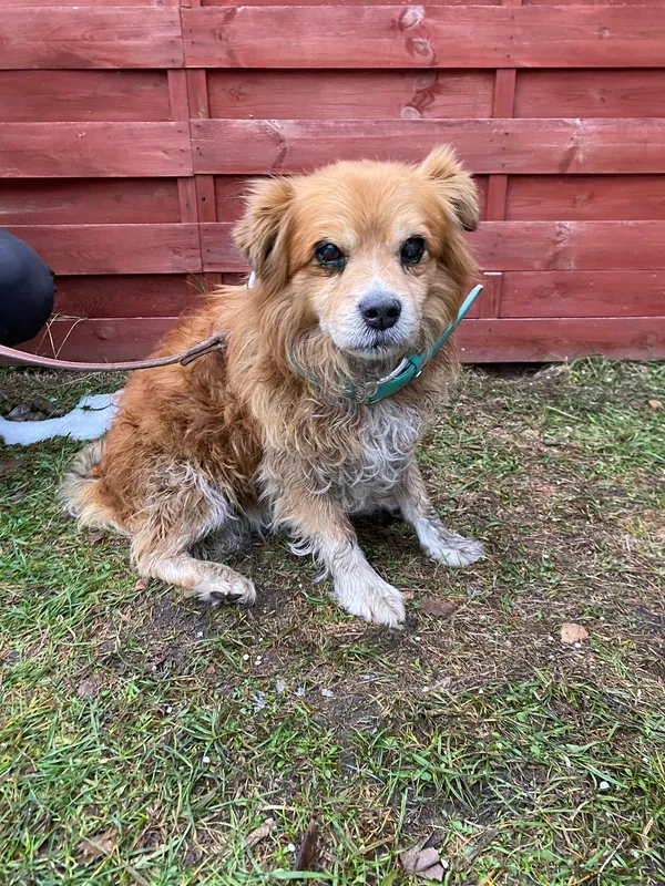 Znaleziono psa, Czartki, 2 grudnia 2025