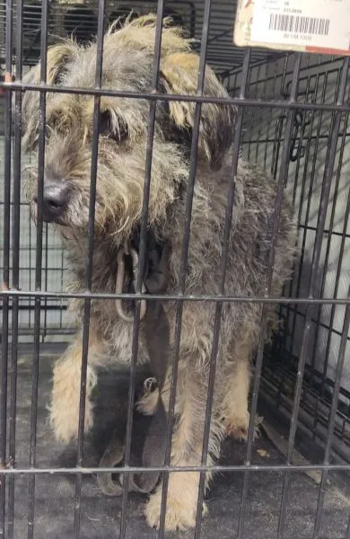 Znaleziono psa, Radom, 2 grudnia 2025