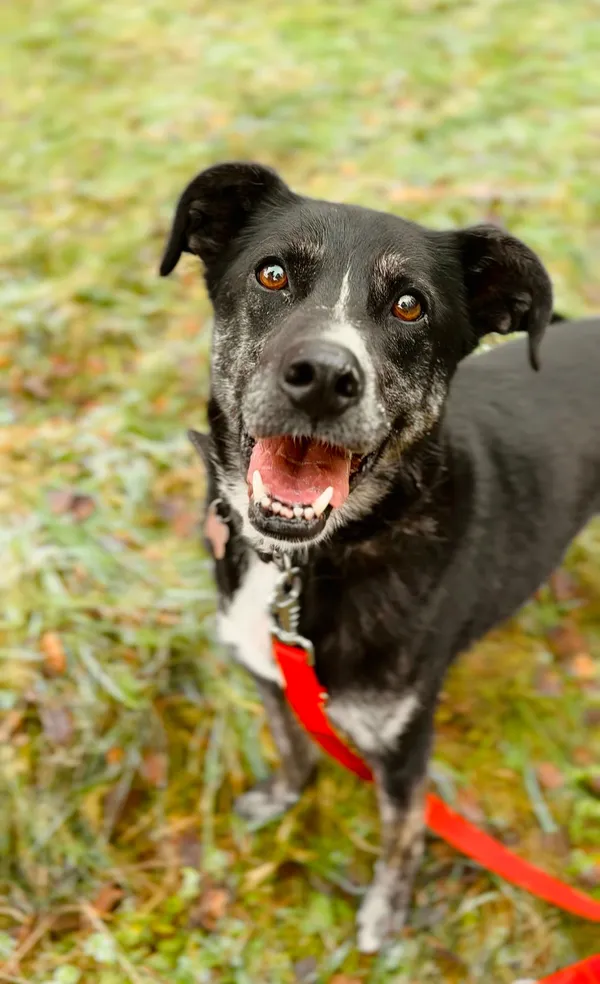 Pies do adopcji, Sosnowice, 6 lipca 2017 (5/5)