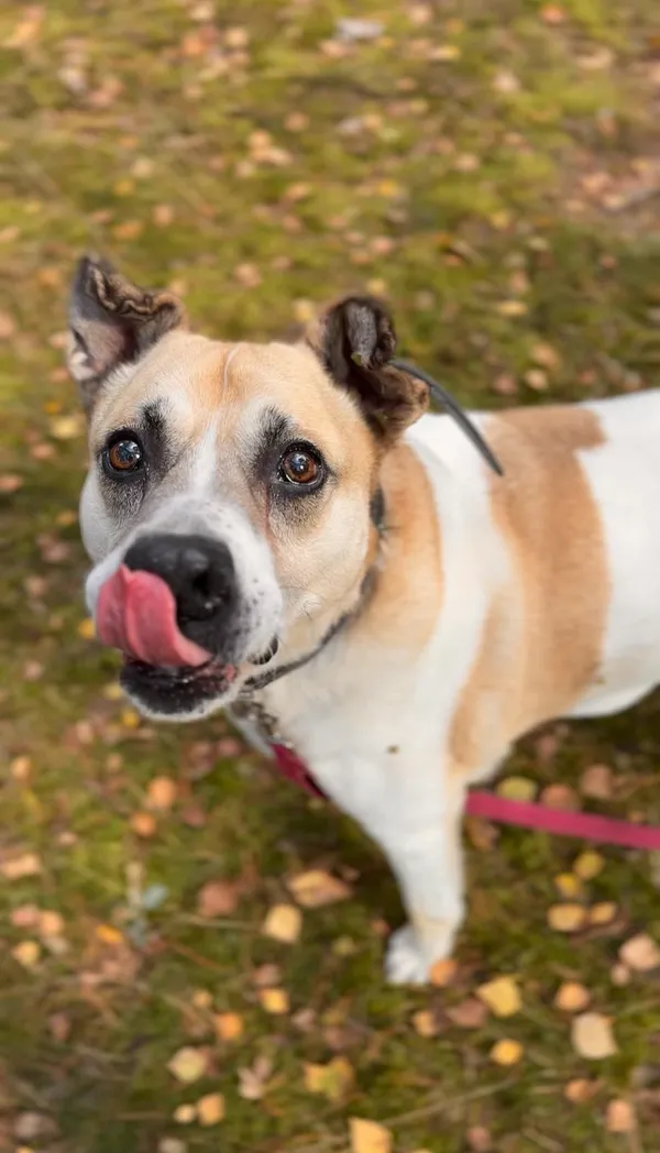 Pies do adopcji, Sosnowice, 13 stycznia 2023 (3/5)