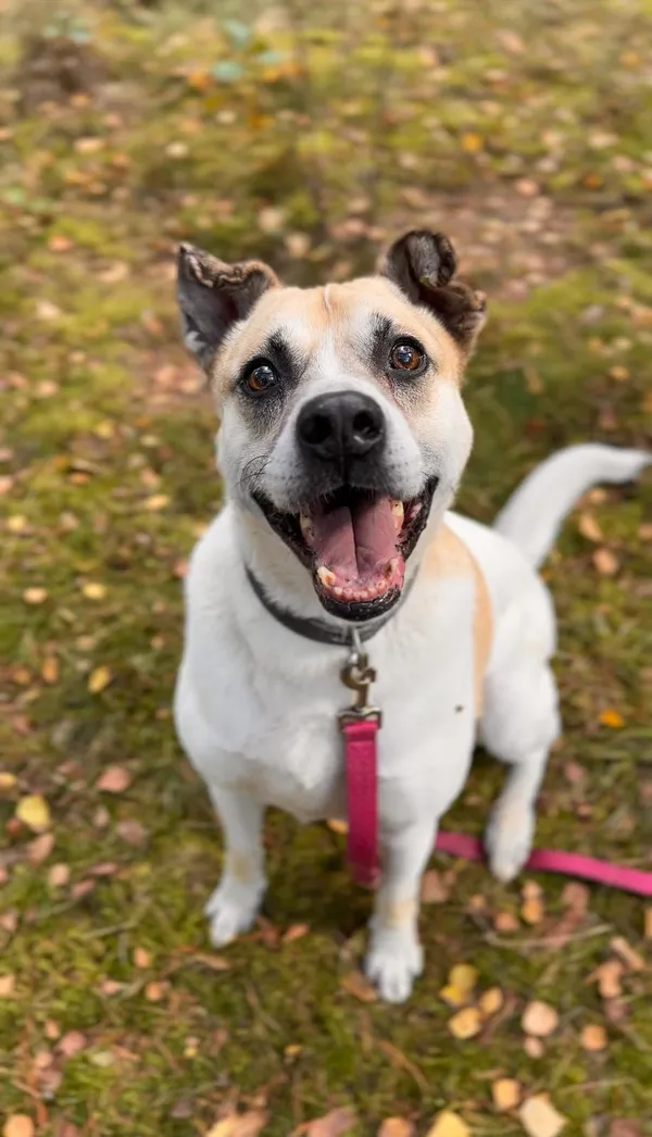 Pies do adopcji, Sosnowice, 13 stycznia 2023 (4/5)