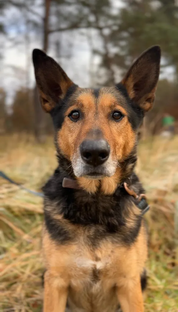 Pies do adopcji, Sosnowice, 3 stycznia 2023 (4/5)