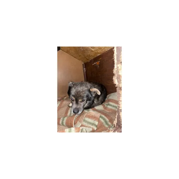 Znaleziono psa, Białystok, 2 grudnia 2025