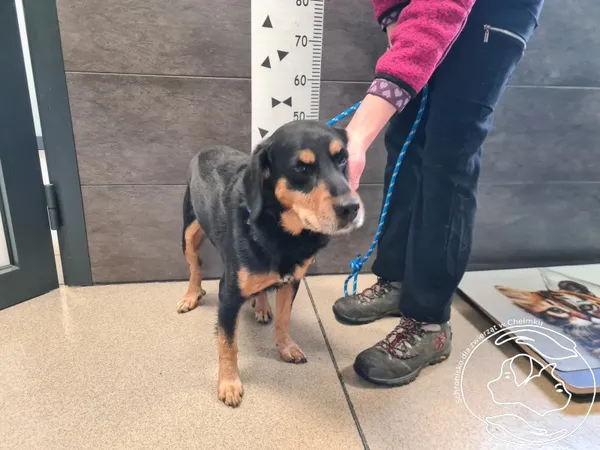 Znaleziono psa, Chełmek, 2 grudnia 2025