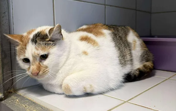 Znaleziono kota, Lublin, 28 listopada 2025