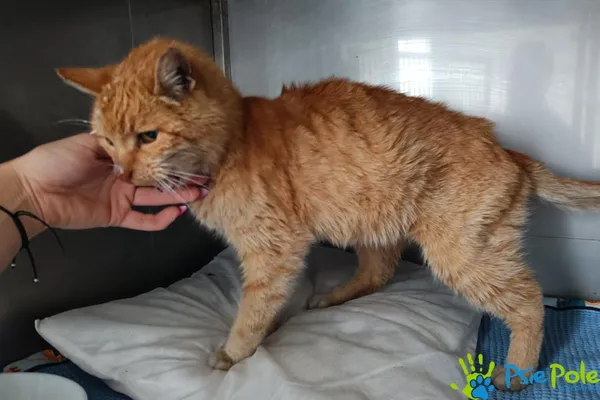 Znaleziono kota, Racławice, 27 listopada 2025 (1/2)