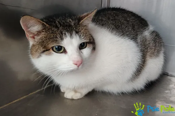 Znaleziono kota, Racławice, 27 listopada 2025 (1/3)