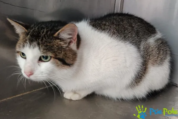 Znaleziono kota, Racławice, 27 listopada 2025 (3/3)