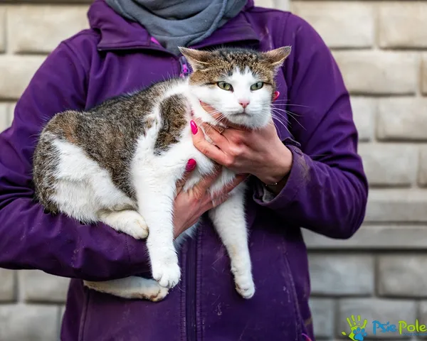 Znaleziono kota, Racławice, 27 listopada 2025 (1/5)