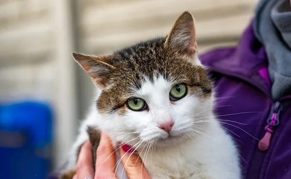 Znaleziono kota, Racławice, 27 listopada 2025 (3/5)