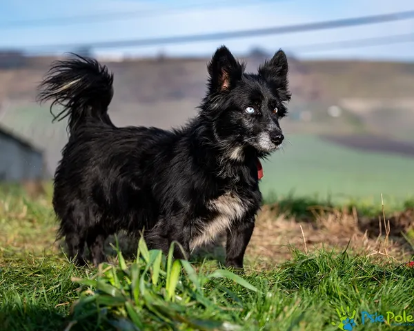 Znaleziono psa, Racławice, 25 listopada 2025 (2/5)