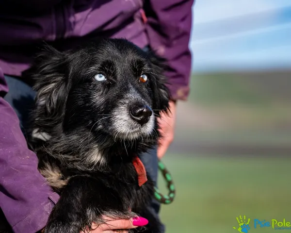 Znaleziono psa, Racławice, 25 listopada 2025 (5/5)