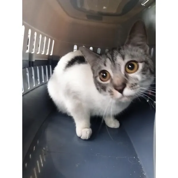 Znaleziono kota, Białystok, 30 listopada 2025