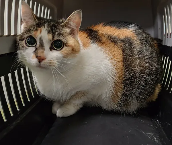 Znaleziono kota, Lublin, 3 grudnia 2025