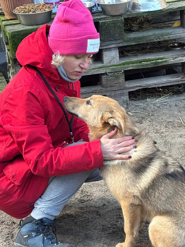 Pies do adopcji, Milanówek, 3 stycznia 2026 (2/5)