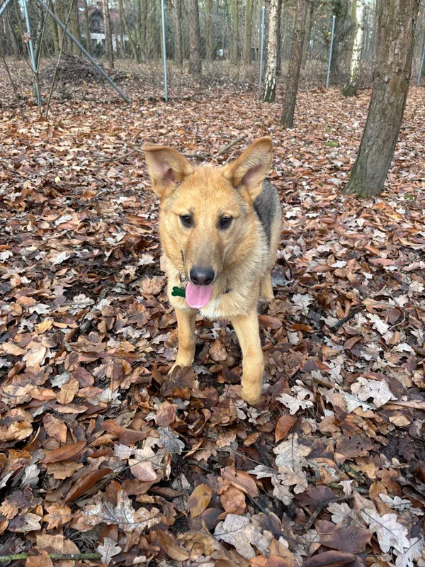 Pies do adopcji, Milanówek, 3 stycznia 2026 (5/5)