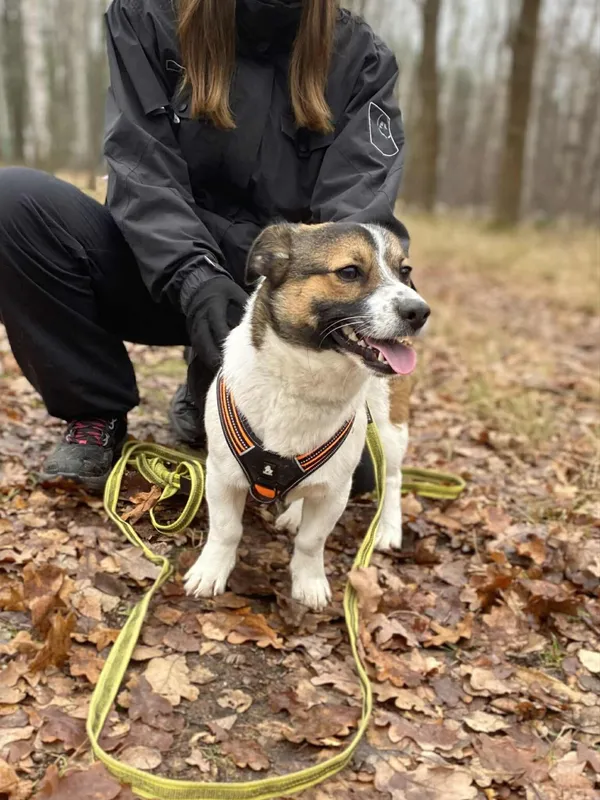 Pies do adopcji, Milanówek, 3 grudnia 2025 (2/4)