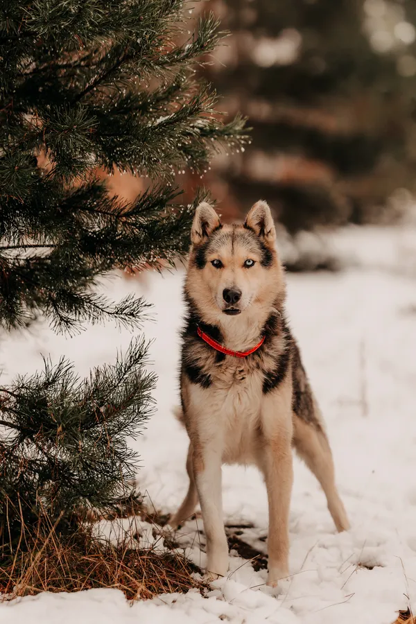 Pies do adopcji, Czartki, 3 grudnia 2025 (2/5)