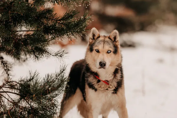 Pies do adopcji, Czartki, 3 grudnia 2025 (3/5)