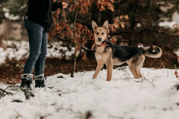 Pies do adopcji, Czartki, 3 grudnia 2025 (1/5)