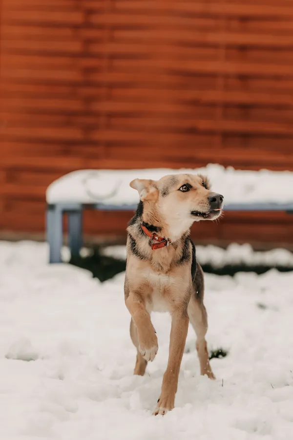 Pies do adopcji, Czartki, 3 grudnia 2025 (4/5)