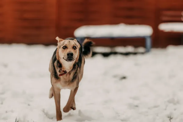 Pies do adopcji, Czartki, 3 grudnia 2025 (5/5)