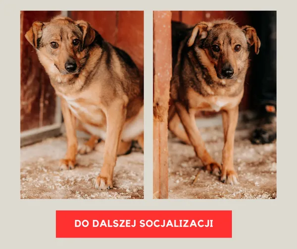 Pies do adopcji, Czartki, 3 grudnia 2025