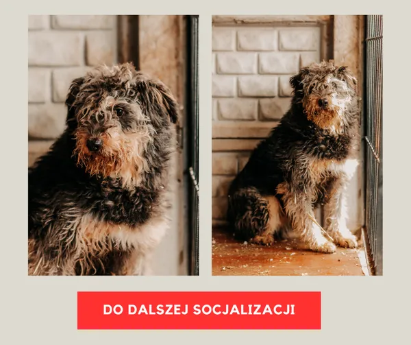 Pies do adopcji, Czartki, 3 grudnia 2025