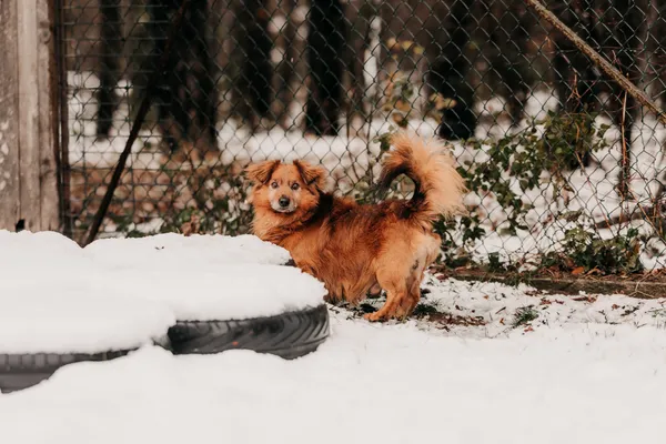 Pies do adopcji, Czartki, 3 grudnia 2025 (1/5)