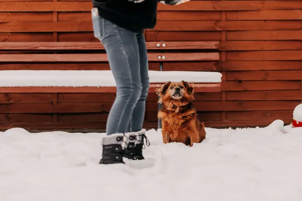 Pies do adopcji, Czartki, 3 grudnia 2025 (2/5)