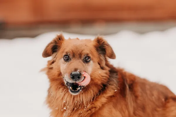 Pies do adopcji, Czartki, 3 grudnia 2025 (4/5)