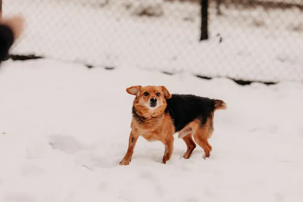 Pies do adopcji, Czartki, 3 grudnia 2025 (3/5)