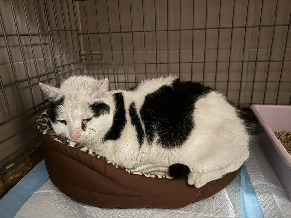 Znaleziono kota, Bydgoszcz, 1 grudnia 2025