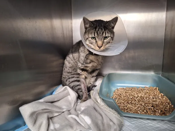 Znaleziono kota, Bydgoszcz, 1 grudnia 2025