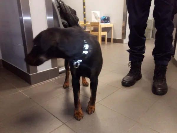 Znaleziono psa, Bydgoszcz, 29 listopada 2025