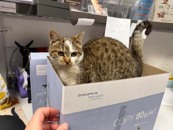 Znaleziono kota, Bydgoszcz, 28 listopada 2025