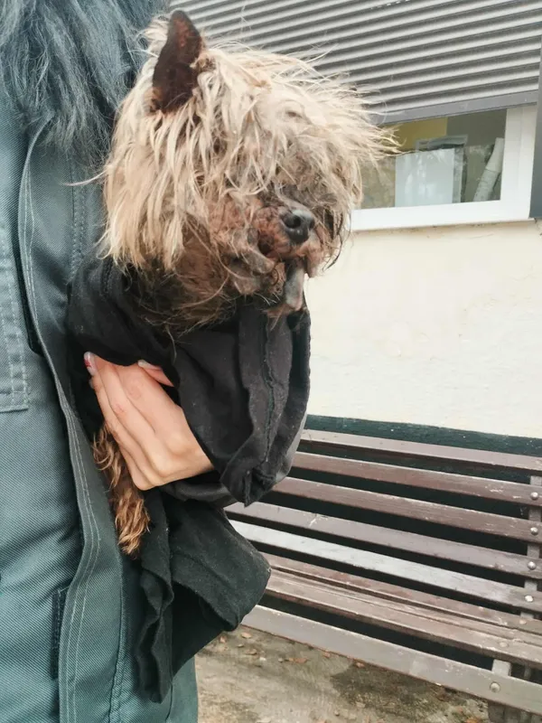 Znaleziono psa, Sosnowiec, 2 grudnia 2025 (1/2)