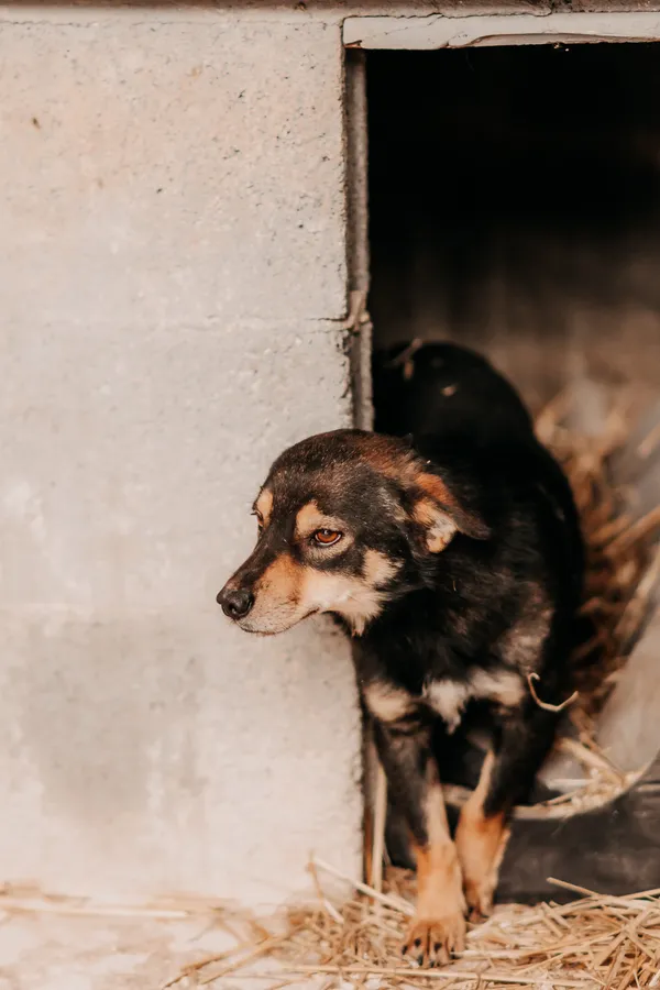 Pies do adopcji, Czartki, 3 grudnia 2025 (1/5)