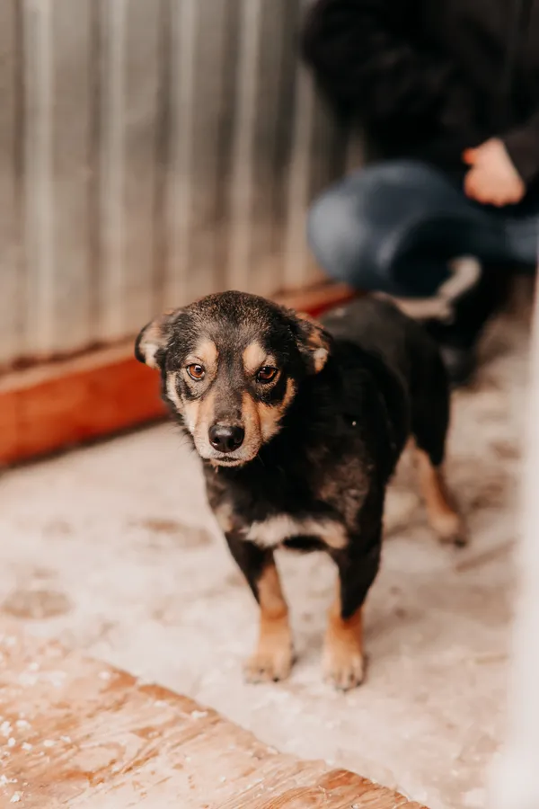 Pies do adopcji, Czartki, 3 grudnia 2025 (3/5)