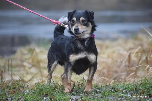 Znaleziono psa, Toruń, 3 maja 2025