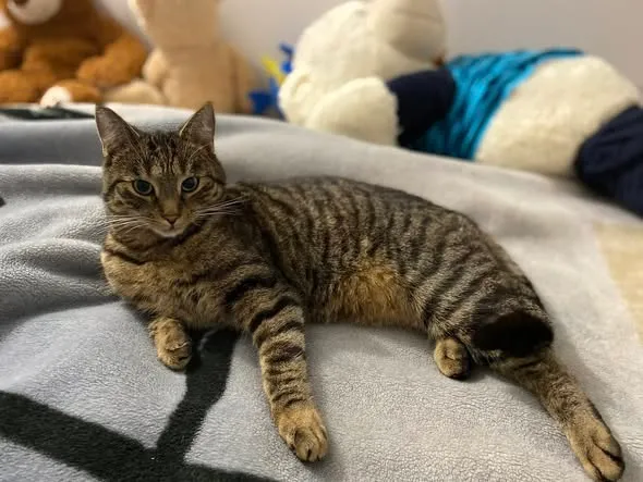 Zaginął kot, Łódź, 3 grudnia 2025