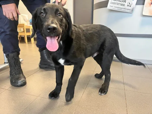 Znaleziono psa, Bydgoszcz, 29 listopada 2025