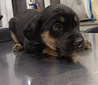 Znaleziono psa, Siedlce, 22 listopada 2025