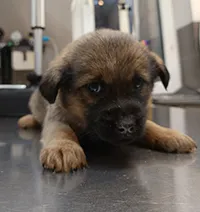 Znaleziono psa, Siedlce, 22 listopada 2025