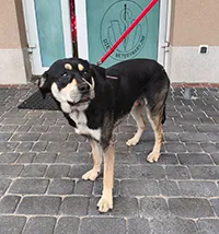 Znaleziono psa, Siedlce, 20 listopada 2025