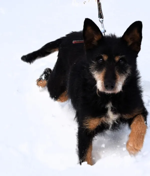 Znaleziono psa, Pieckowo, 4 grudnia 2025 (2/3)